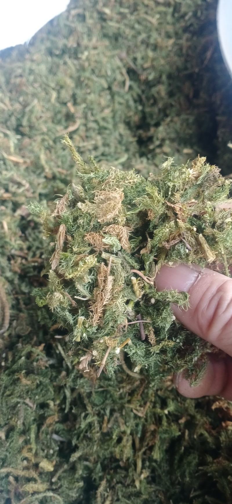 【伸筋草】产地云南.一手货源大货供应.规格齐全量大优惠