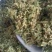 【伸筋草】产地云南.一手货源大货供应.规格齐全量大优惠