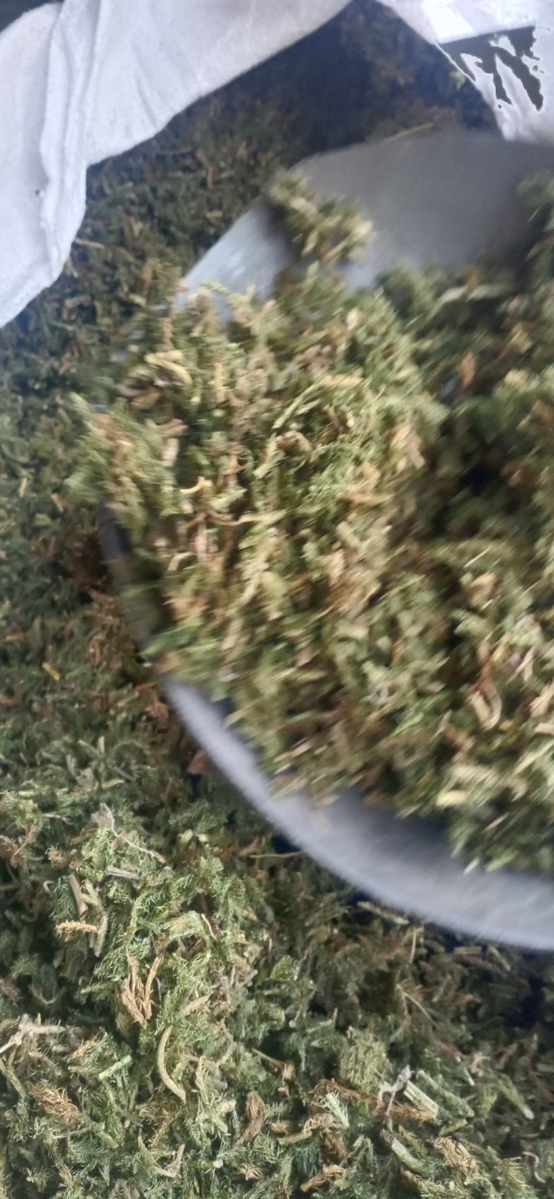 【伸筋草】产地云南.一手货源大货供应.规格齐全量大优惠