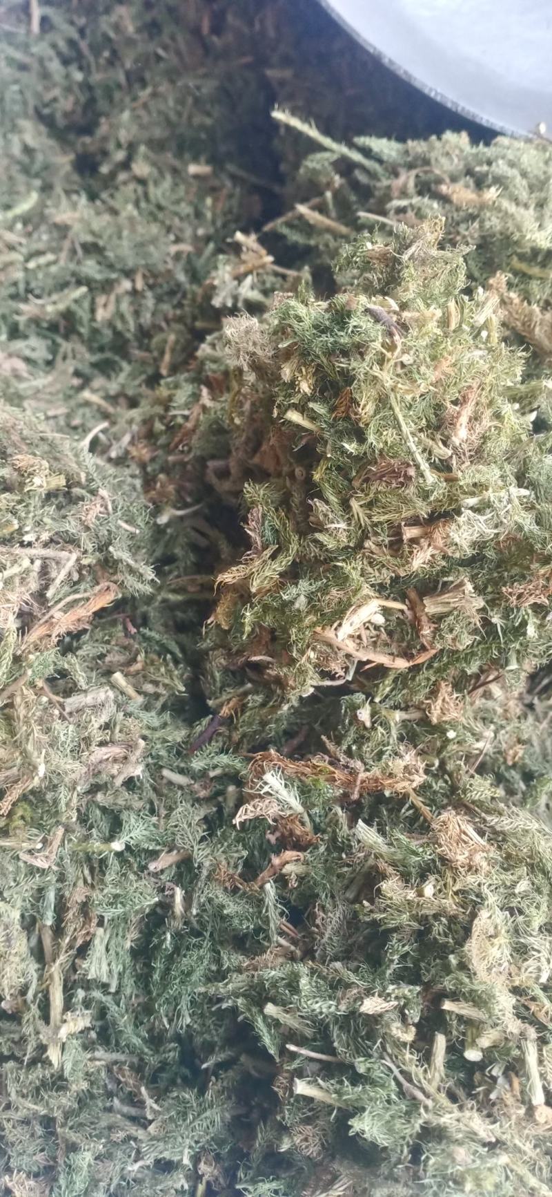 【伸筋草】产地云南.一手货源大货供应.规格齐全量大优惠