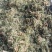 【伸筋草】产地云南.一手货源大货供应.规格齐全量大优惠