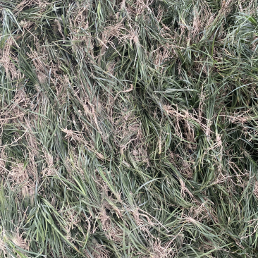 无土细叶麦冬草
