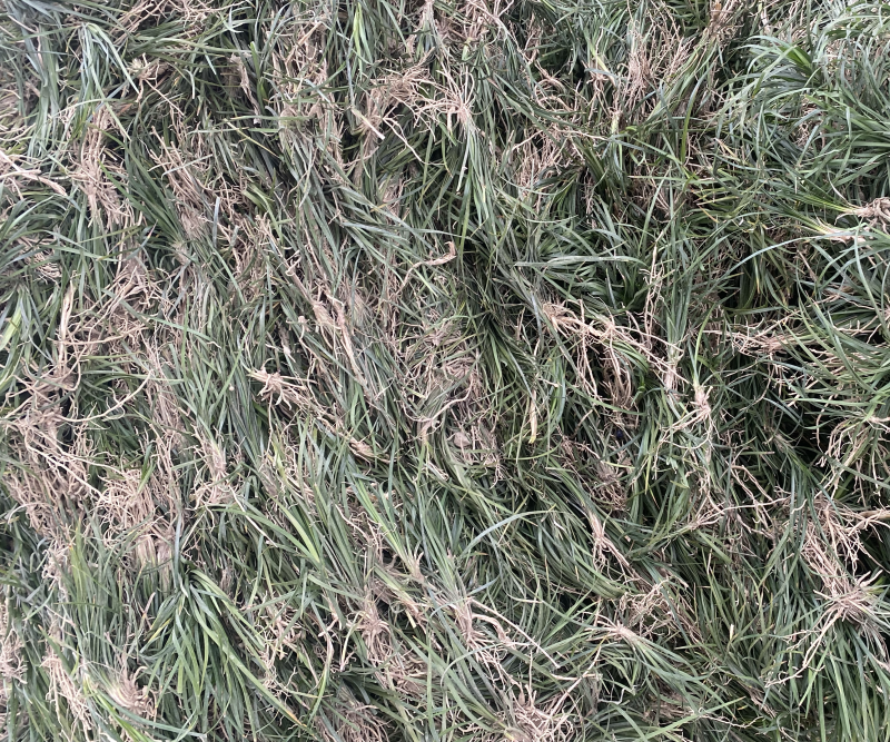 无土细叶麦冬草