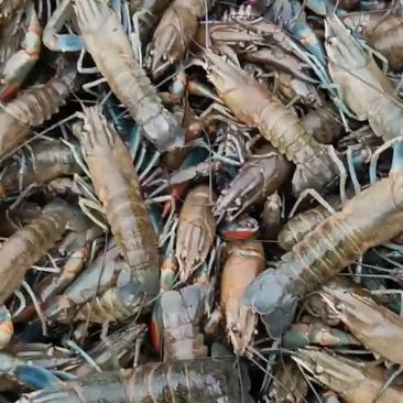 海南澳洲淡水小龙虾支持全国发货价钱致电咨询