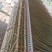 僾尼人专用草排