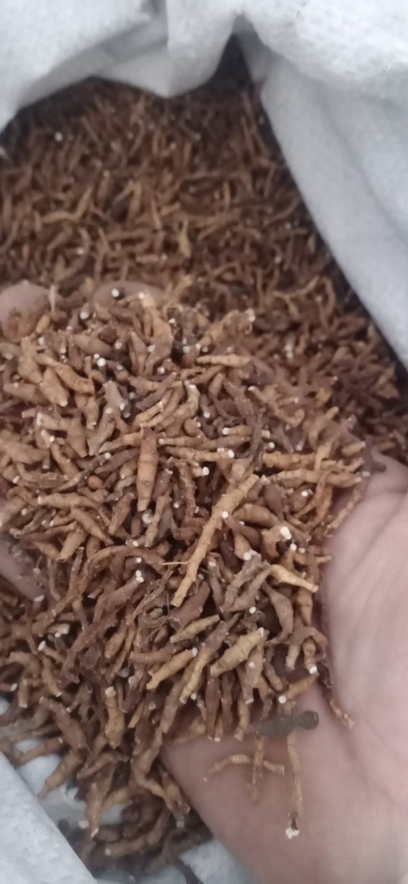 【九节菖蒲】产地东北.一手货源大货供应.规格齐全量大优惠