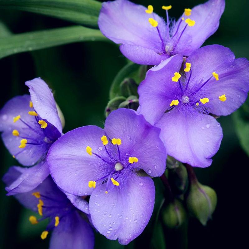 紫罗兰种子，庭院绿化四季耐寒易种花草绿化工程花卉种子批发