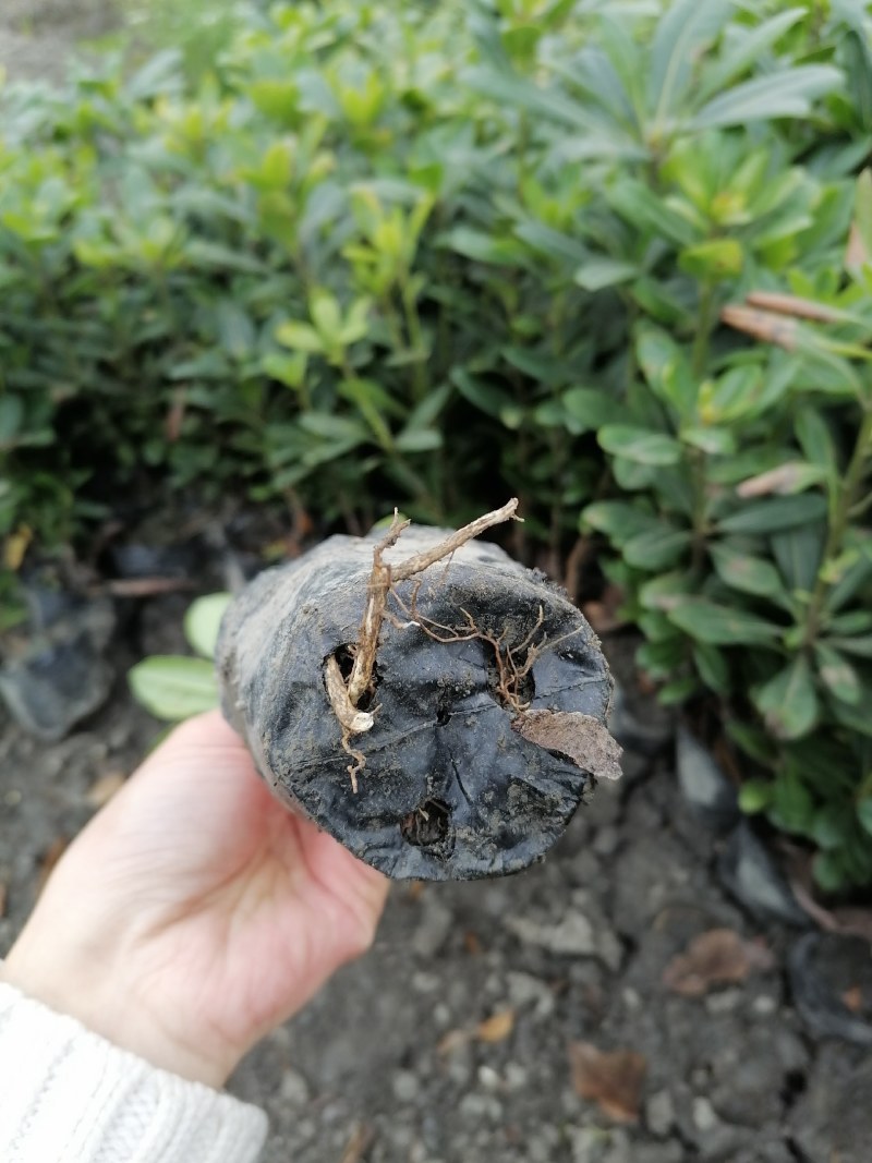 海桐基地批发，大杯海桐和小杯海桐，高度20—60公分