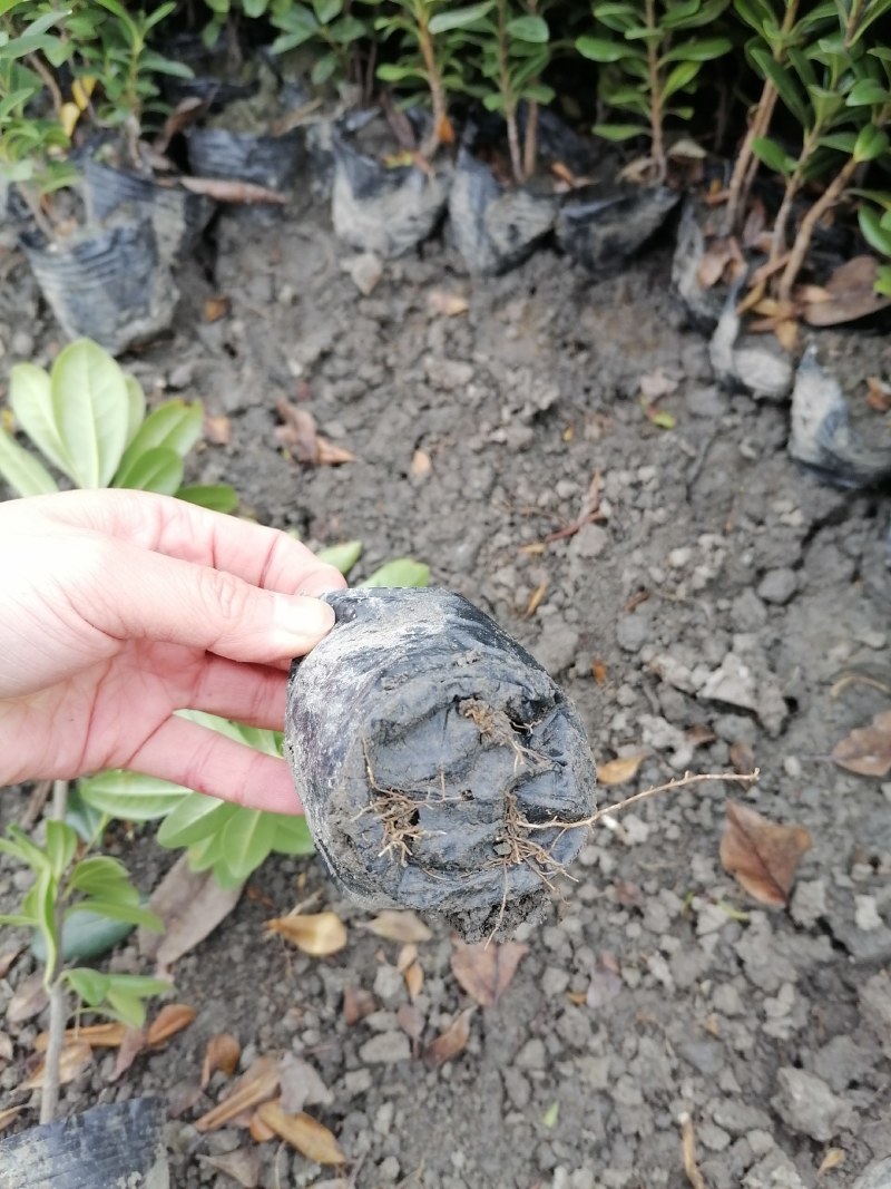 海桐基地批发，大杯海桐和小杯海桐，高度20—60公分