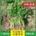 [荐]香菜精品小叶香菜原产地发货各种规格欢迎来电