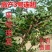 【热销】药用连翘苗，新品种3号高产连翘苗，大果药用基地直