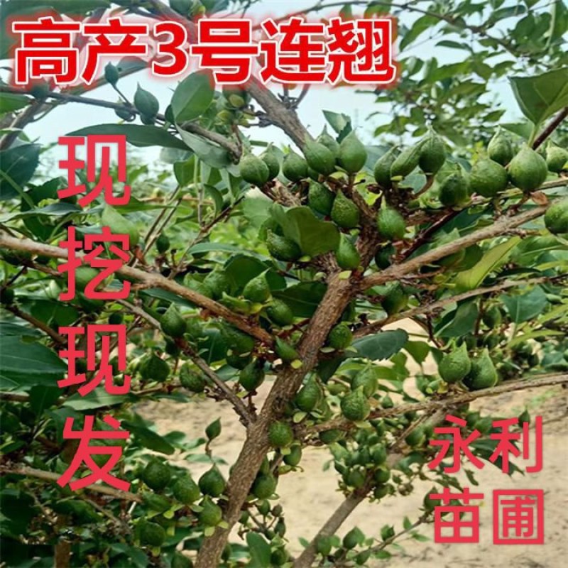【热销】药用连翘苗，新品种3号高产连翘苗，大果药用基地直