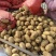 徐州丰县陈土豆雪川红供应基地货源诚信经营欢迎致电