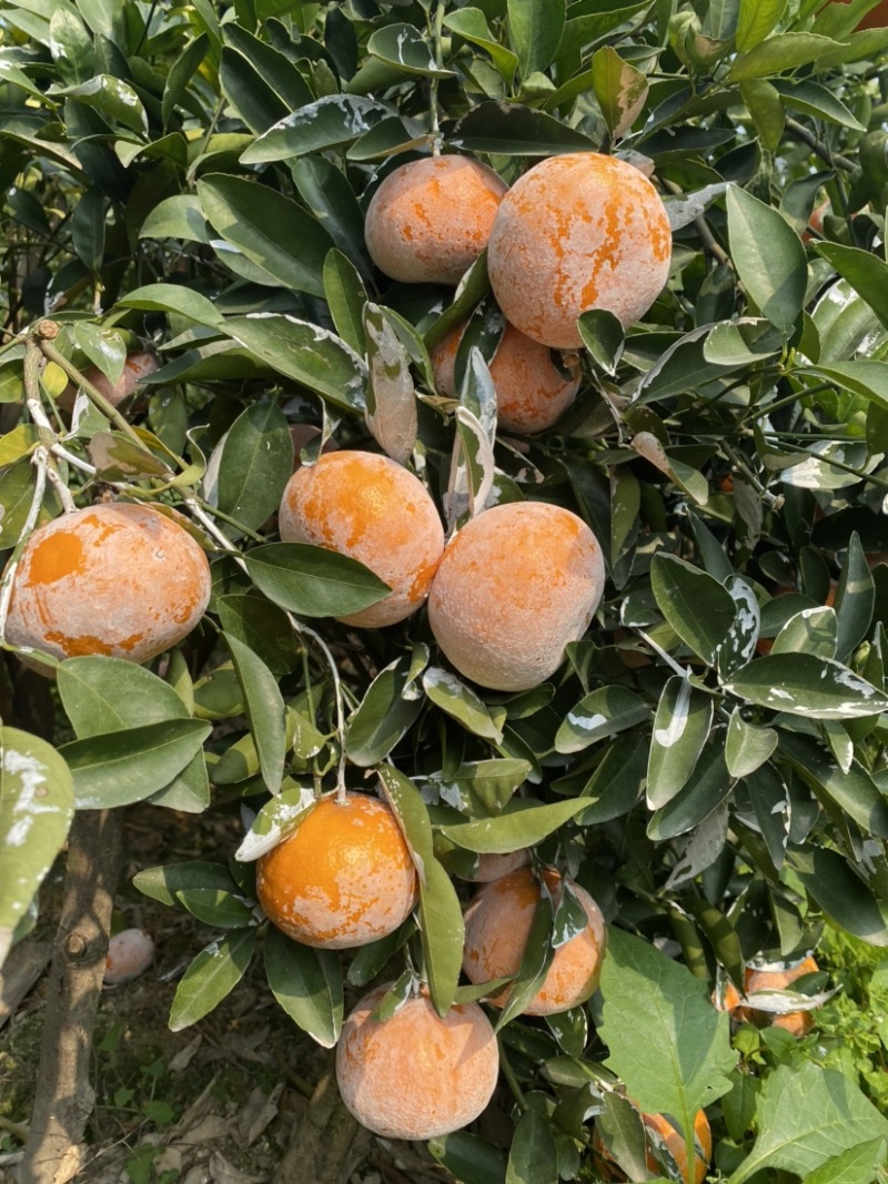 广西茂谷柑沃柑柑桔产地直发品质保证一手货源