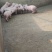 山东丽园仔猪繁殖基地，常年出售，内三元，外三元，杜洛克，