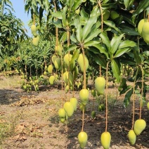 芒果海南芒果一手货源量大从优欢迎咨询