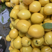 冠县黄金油桃大量上市，口感脆甜，一手货源