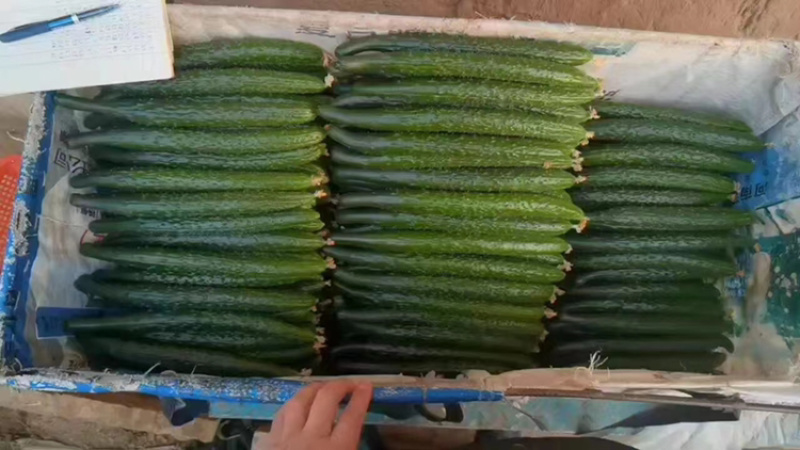 精品蜜刺黄瓜，青嚷青肉，清脆可口，稳定货源