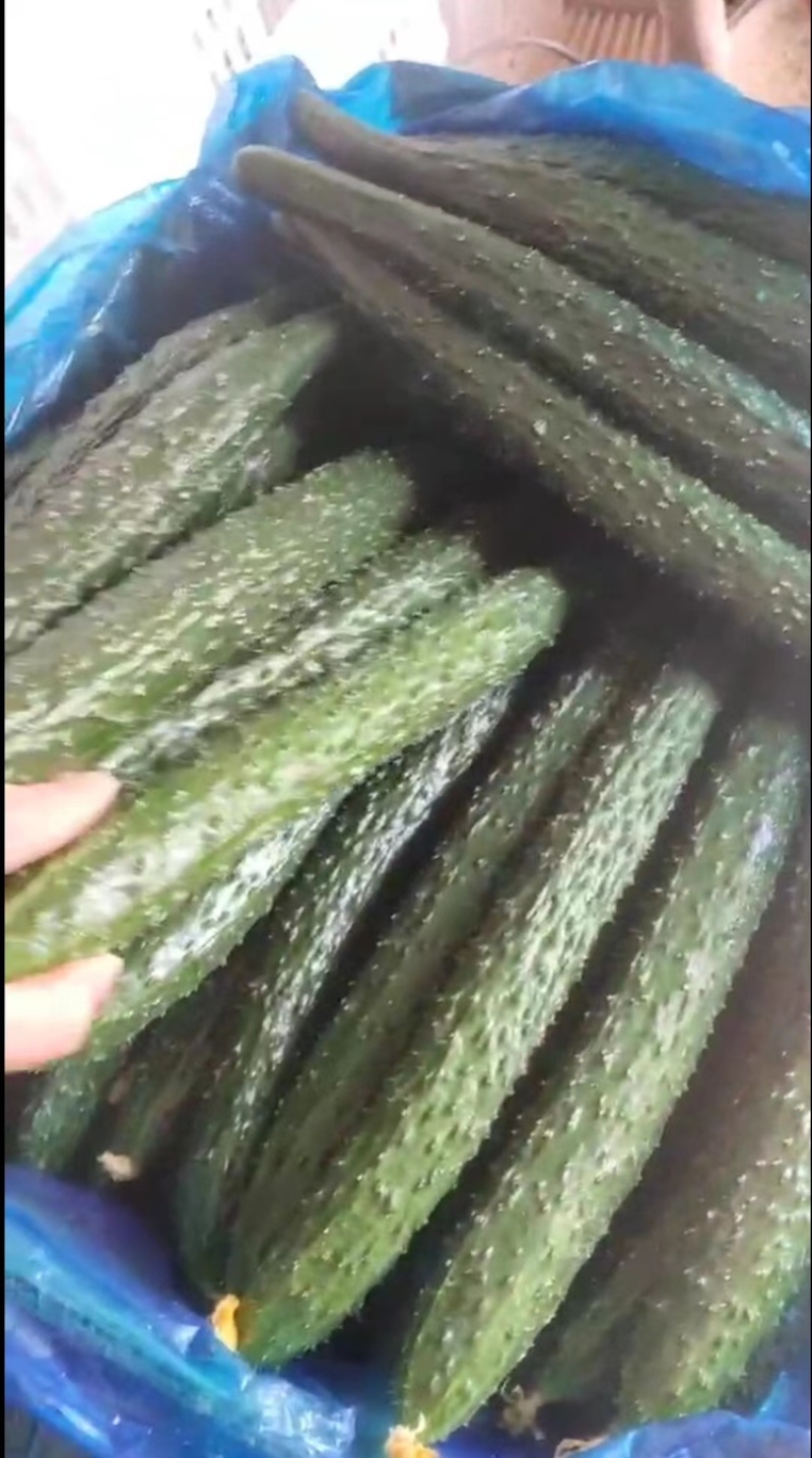 精品蜜刺黄瓜，青嚷青肉，清脆可口，稳定货源