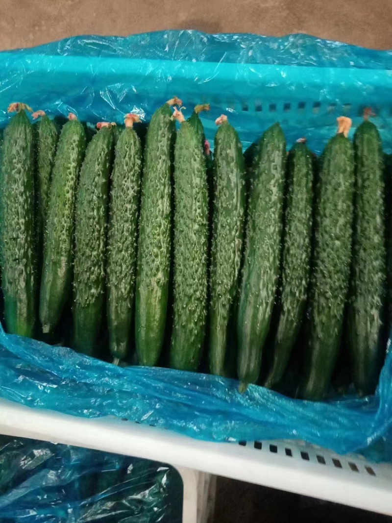 精品蜜刺黄瓜，青嚷青肉，清脆可口，稳定货源