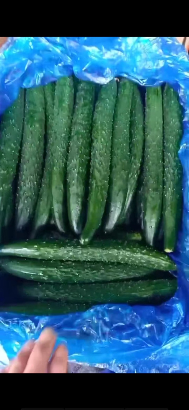 精品蜜刺黄瓜，青嚷青肉，清脆可口，稳定货源