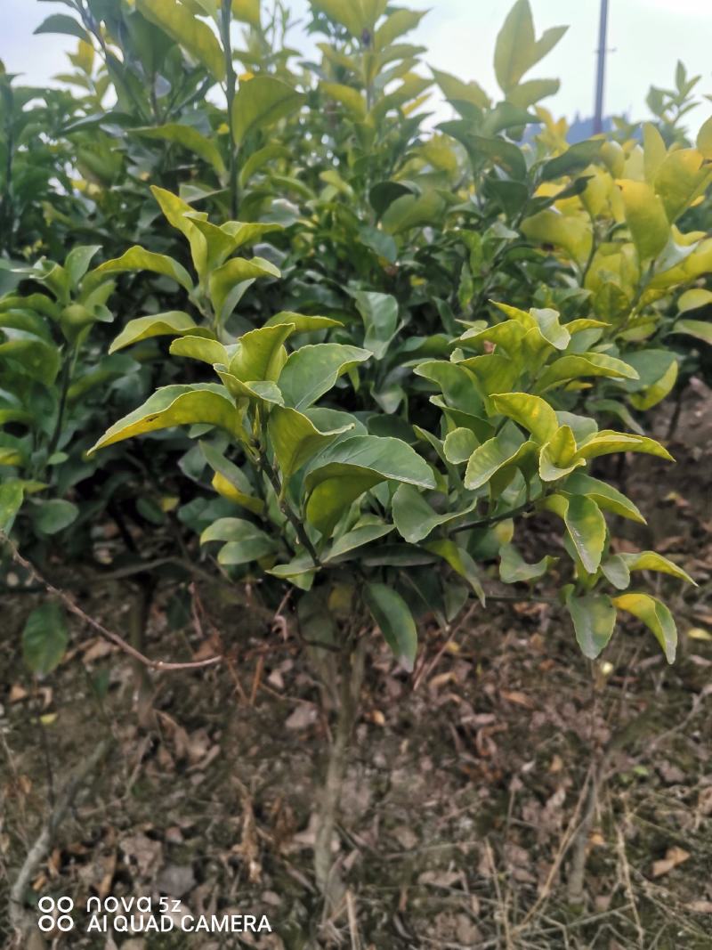爱缓38假植苗
