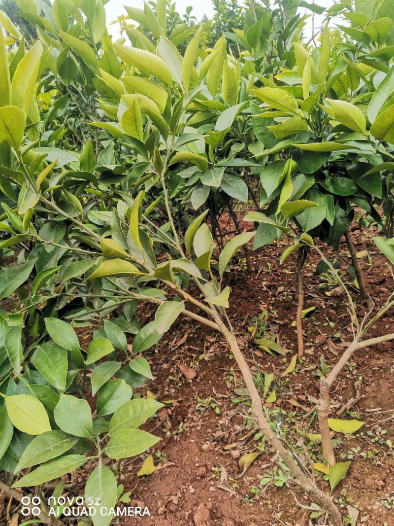 爱缓38假植苗