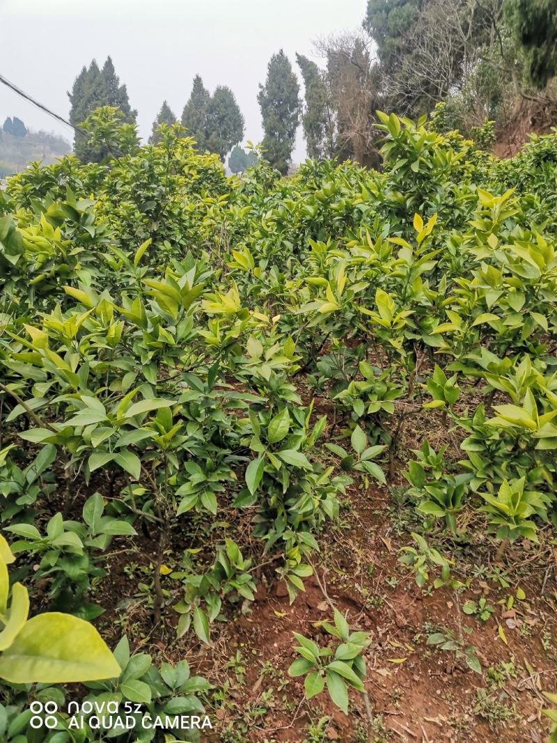 爱缓38假植苗