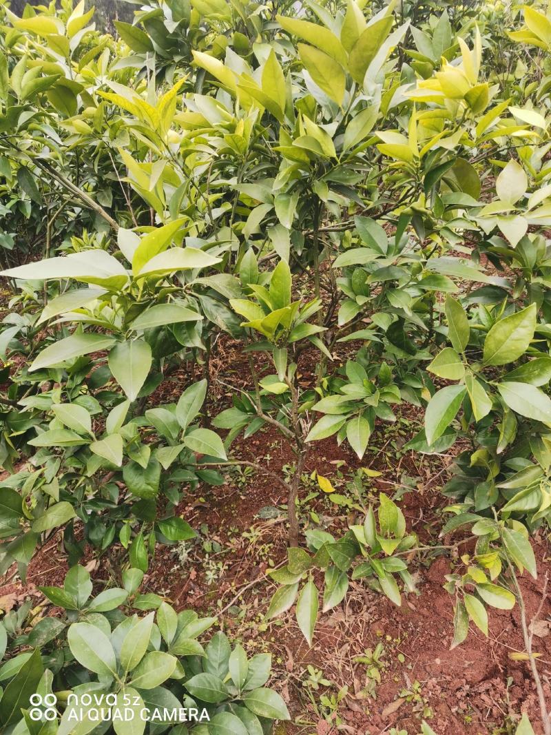 爱缓38假植苗