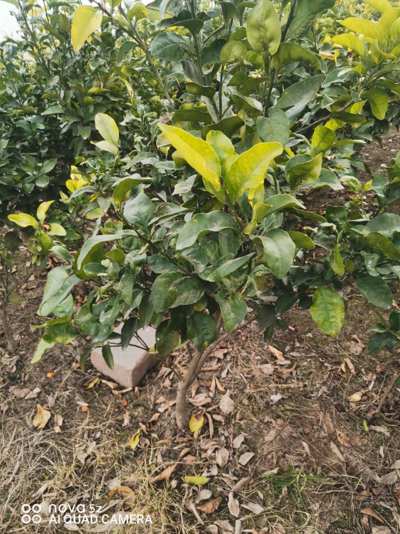 爱缓38假植苗