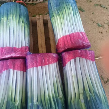 大茐，福建蔬菜，福建大茐，沙地大茐，全国直发！！！！