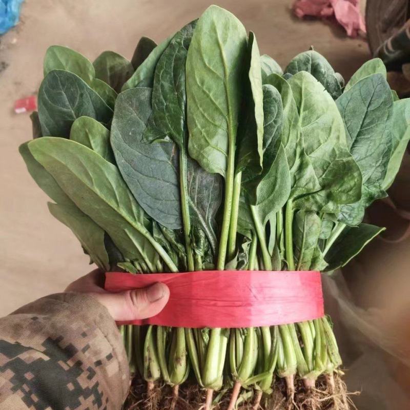 河北邯郸精品菠菜大量上市，价格美丽大量有货。量大优惠