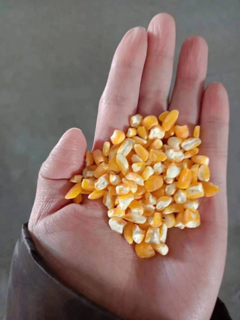 黑龙江鸡西鸡冠区东北大碴子，玉米，玉米粒干大量上市