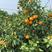 广西沃柑柑桔品质保证一手货源量大从优产地直发