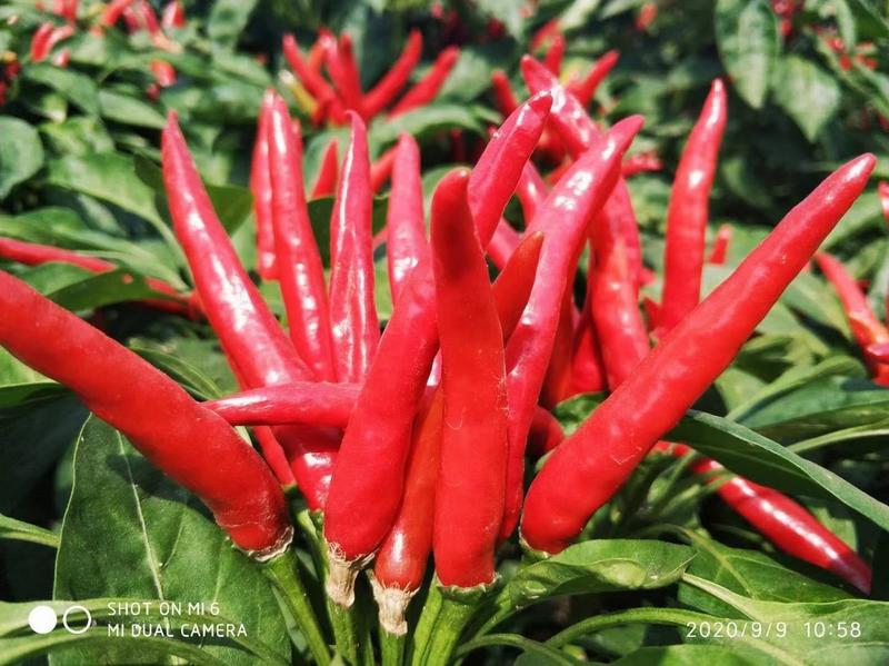遍地红朝天椒种子早熟籽多抗旱耐热抗重茬抗病亩产1080斤