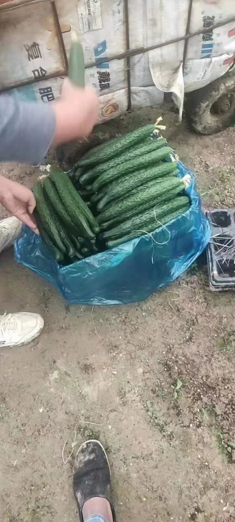 优选河南夏邑密刺黄瓜大量上市产地直发产地一条龙