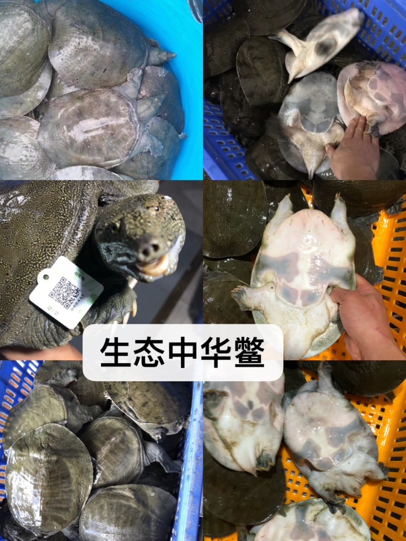 汉寿生态中华鳖，生态甲鱼，外塘5年上生态放养甲鱼。