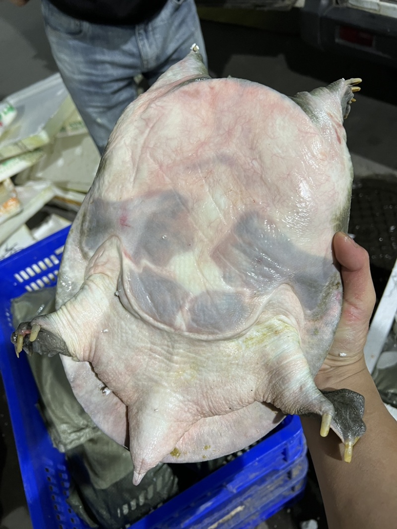 汉寿生态中华鳖，生态甲鱼，外塘5年上生态放养甲鱼。
