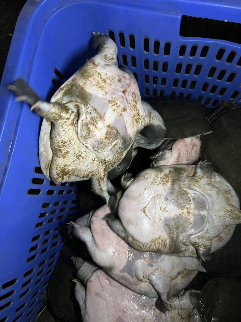 汉寿生态中华鳖，生态甲鱼，外塘5年上生态放养甲鱼。