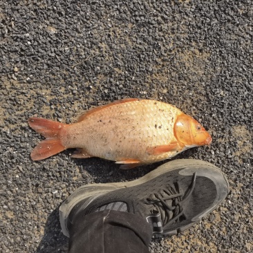 金鲫鱼