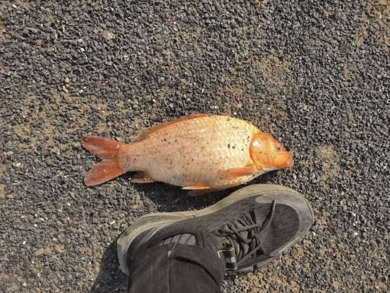 金鲫鱼