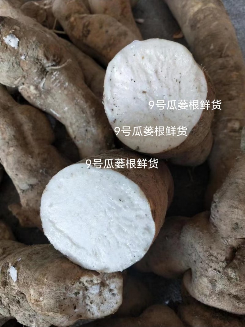 瓜蒌根