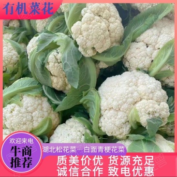 湖北菜花有机松花菜白面青青梗在线看货线上交易