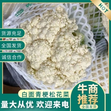 天门白花菜散花铁花基地直发诚信合作欢迎来电