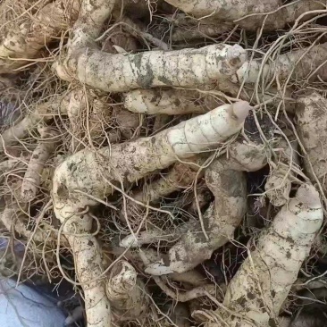 鸡头黄精，辽宁一手货源，质量好，量大从优，欢迎采购