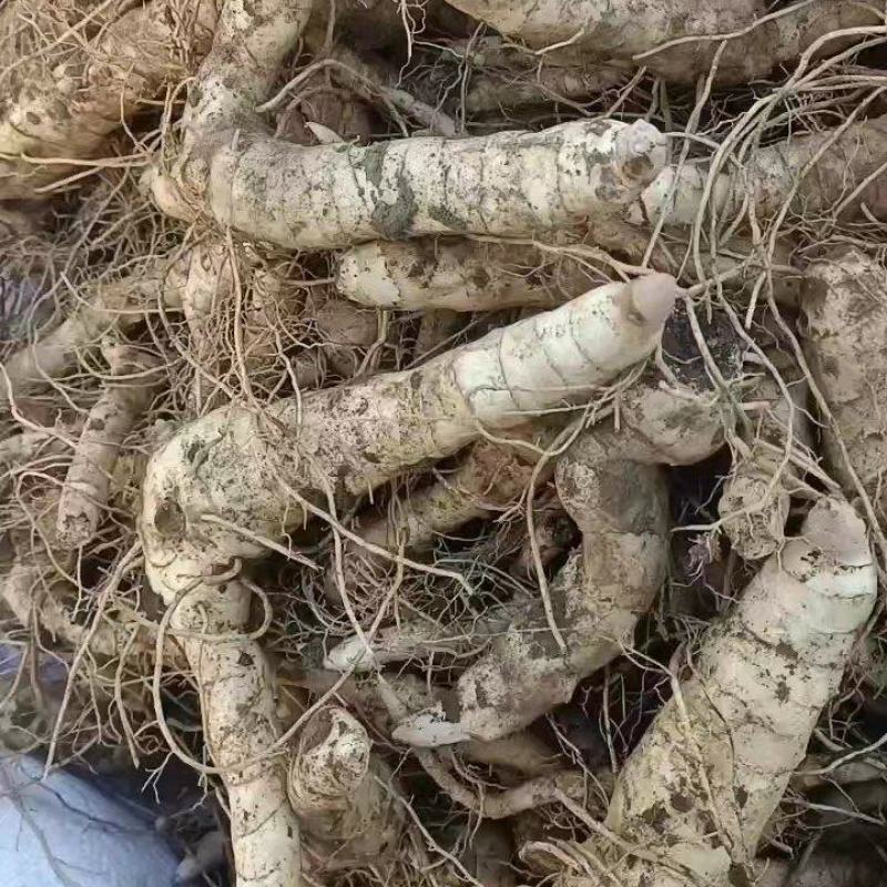 鸡头黄精，辽宁一手货源，质量好，量大从优，欢迎采购