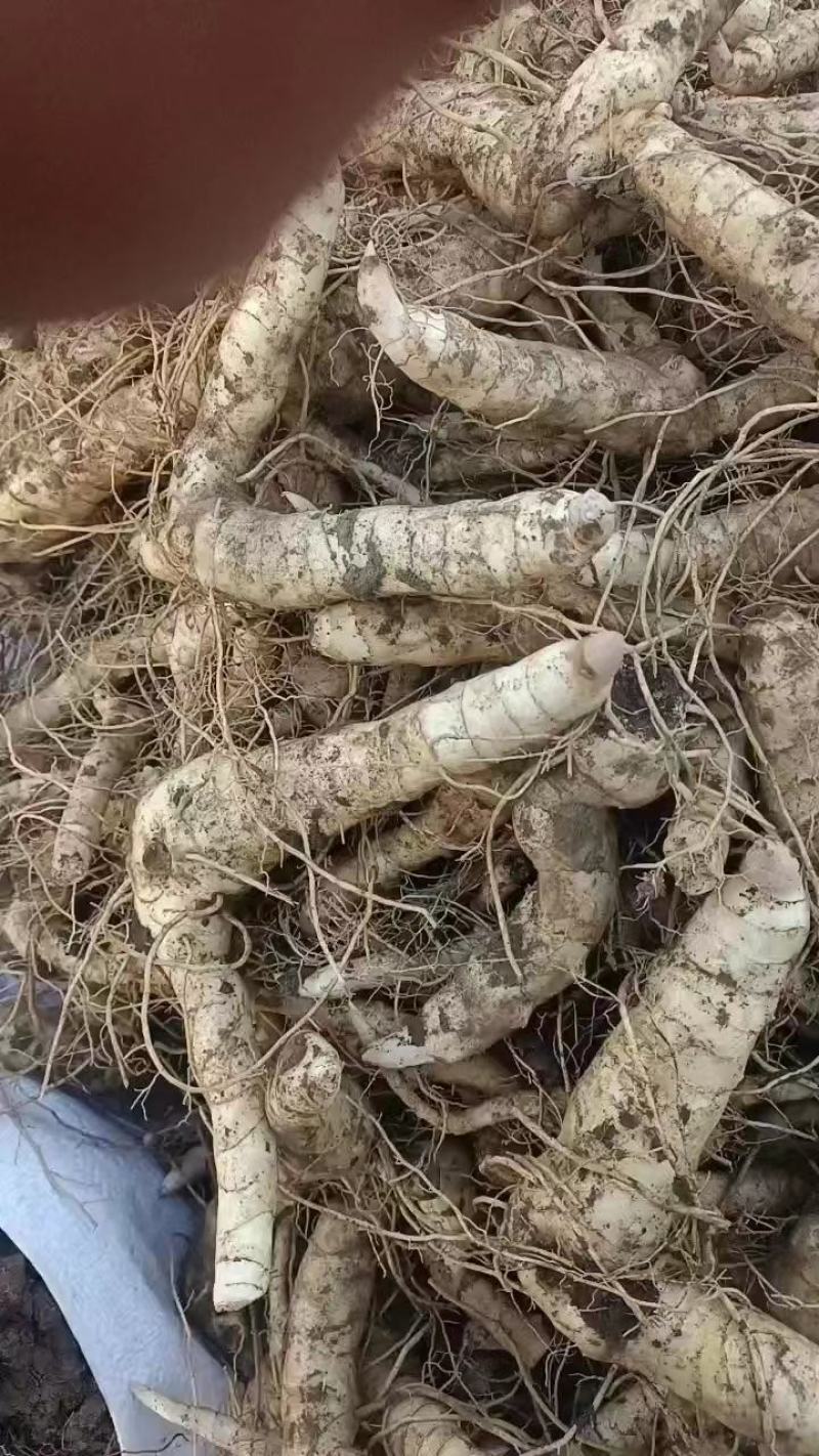 鸡头黄精，辽宁一手货源，质量好，量大从优，欢迎采购