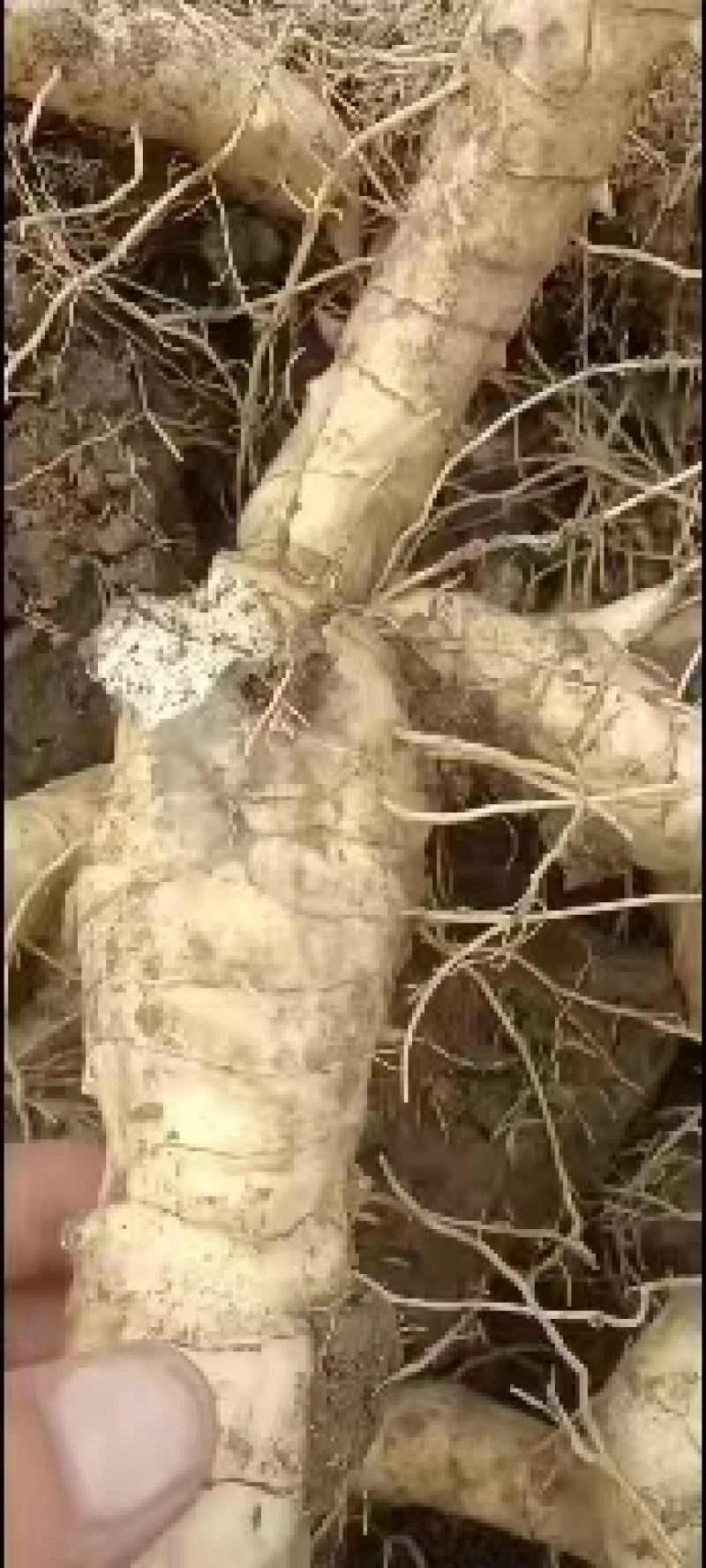 鸡头黄精，辽宁一手货源，质量好，量大从优，欢迎采购