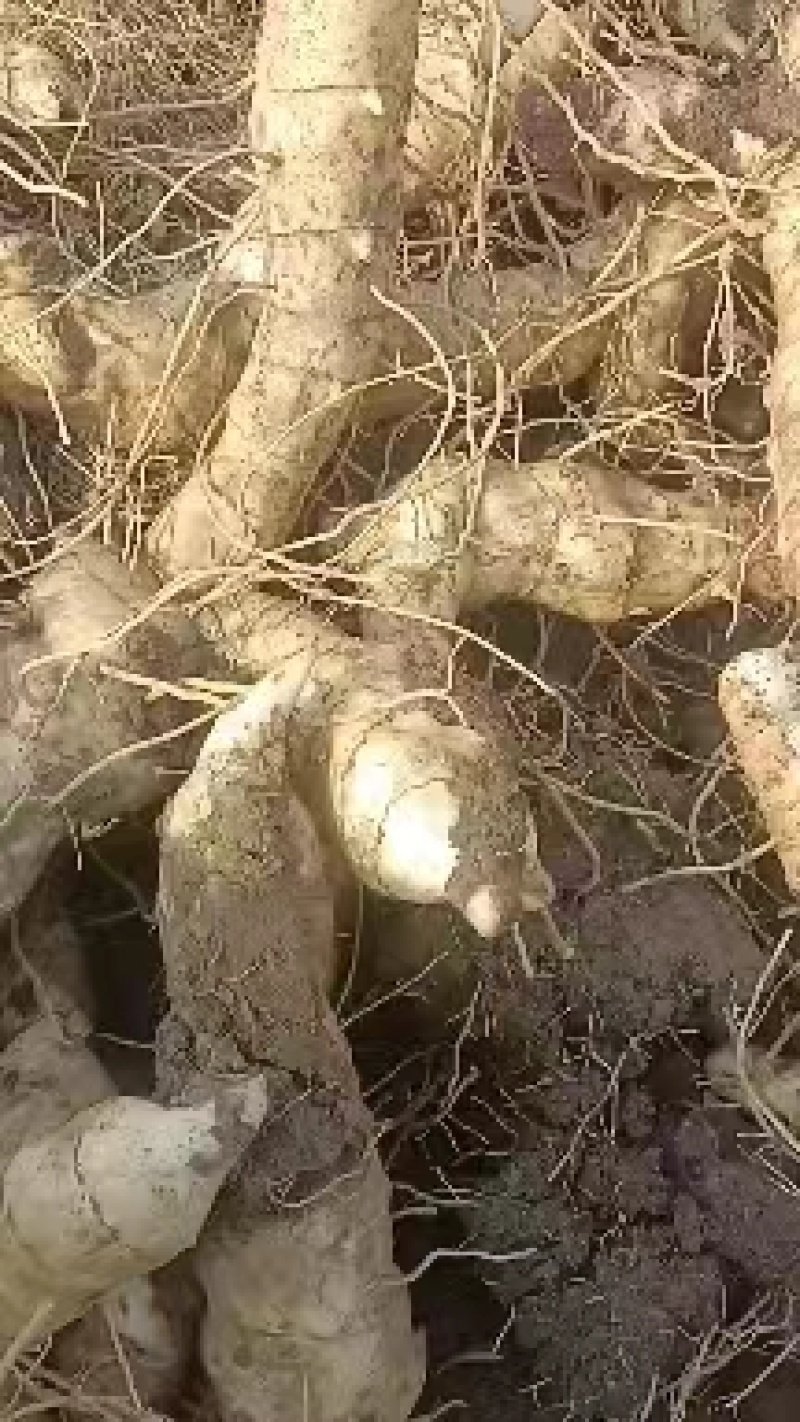 鸡头黄精，辽宁一手货源，质量好，量大从优，欢迎采购