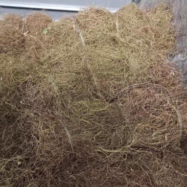 毛鸡骨草一一20吨欢迎选购